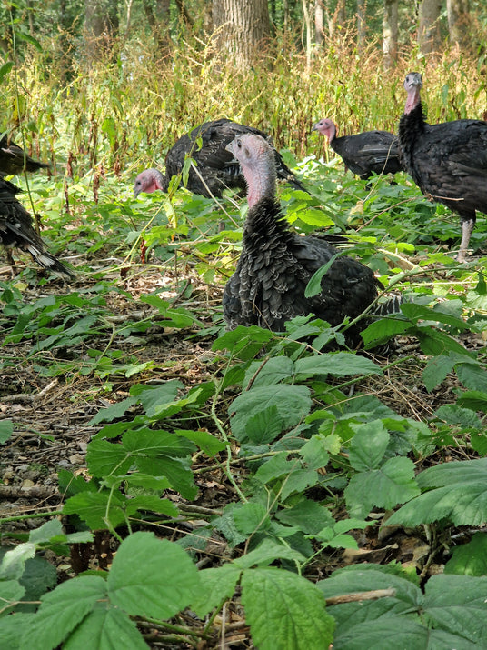 Turkeys foraging among green plants in a natural setting