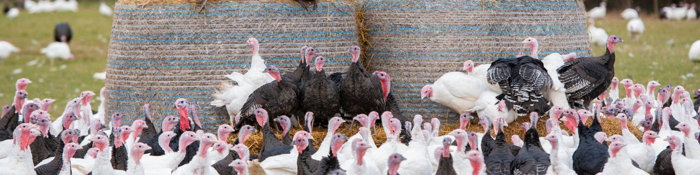 Turkeys gathered around a feeder in an outdoor setting
