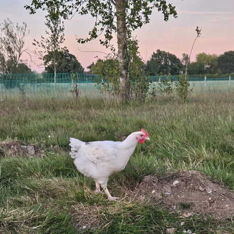 Large Christmas Free Range Roasting Chicken (Bank Farm Black Label)